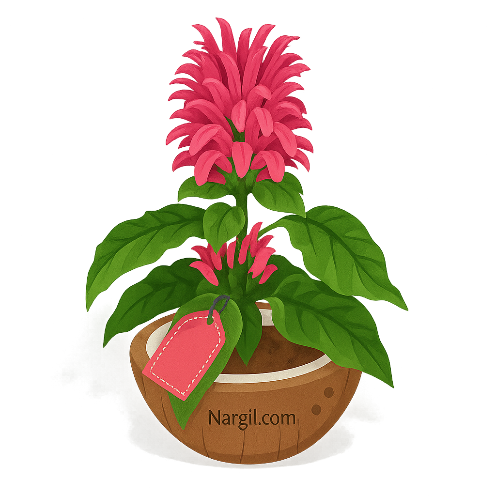  Nargil - flamingo flower 